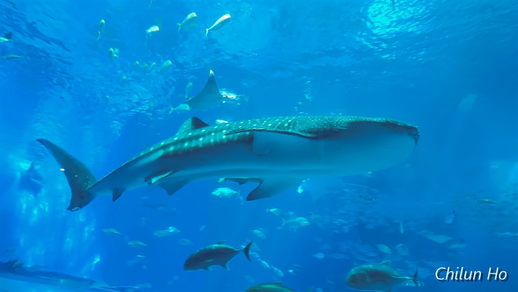 沖縄美ら海水族館